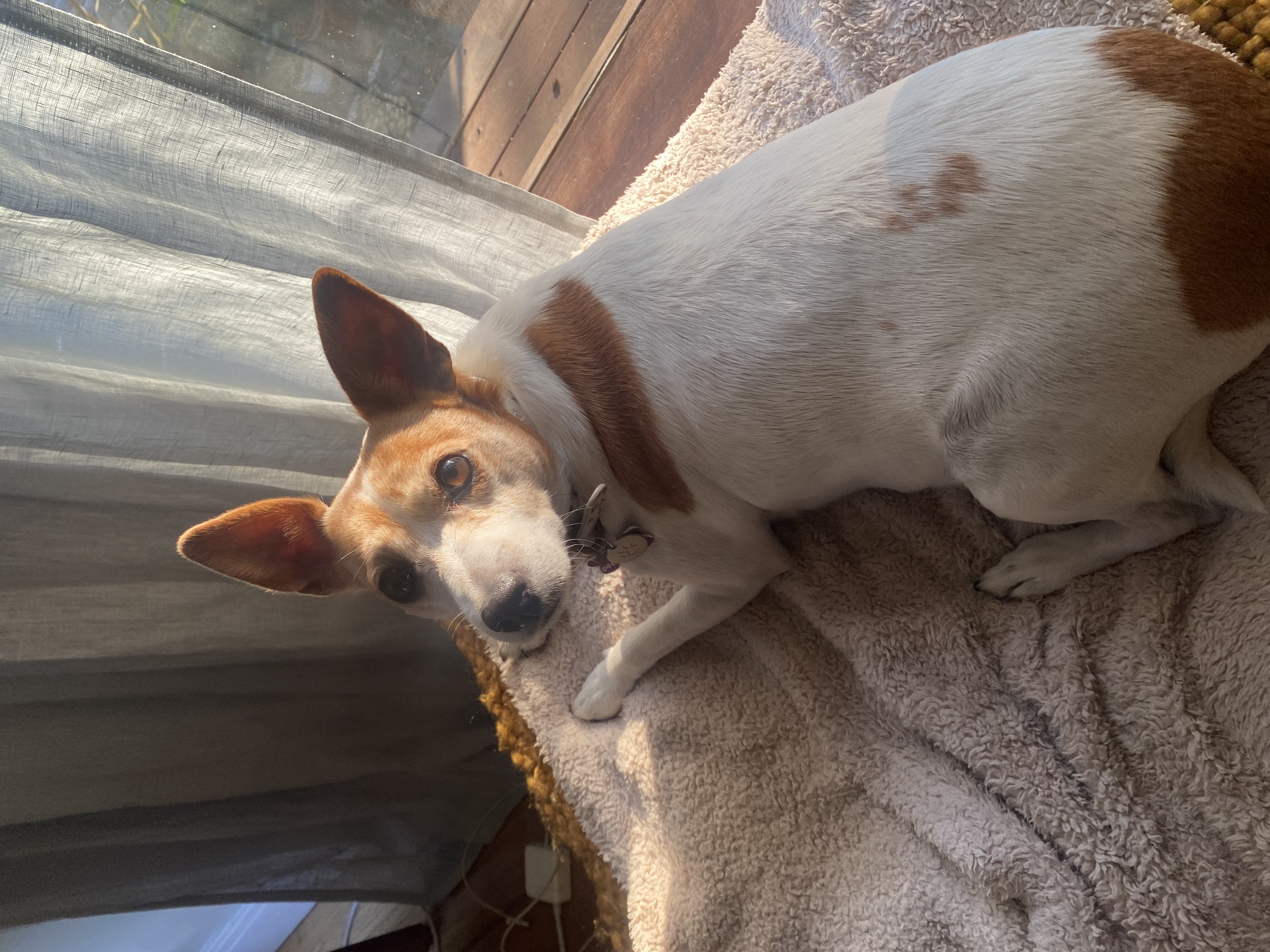 Maya